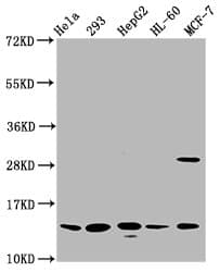 HIST1H2BN Antibody