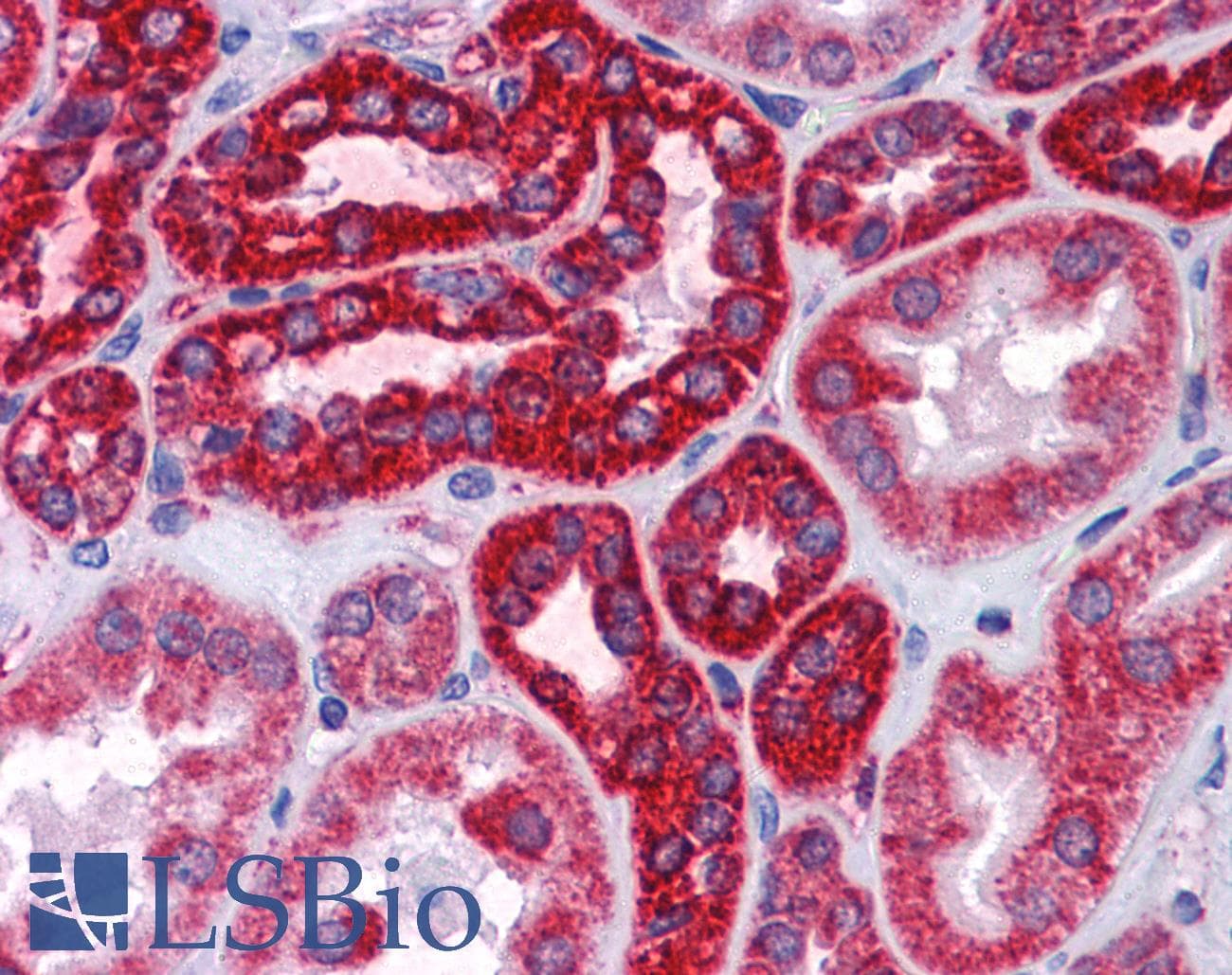 IHC-plus™ COXG / COX6B1 Antibody (clone 5D3)