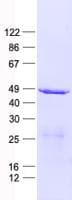 Human GCAT Protein (Recombinant His, N-Terminal)