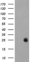 UBE2E3 Antibody (clone OTI4G4, Carrier-free)