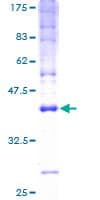 Human CKLFSF5 / CMTM5 Protein (Recombinant GST)