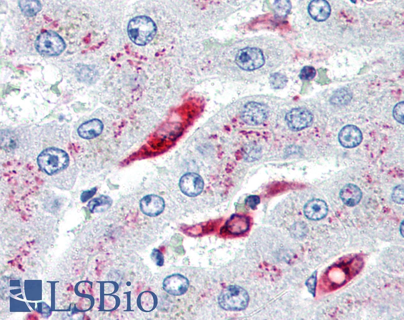 IHC-plus™ CD74 / CLIP Antibody (clone LN2)