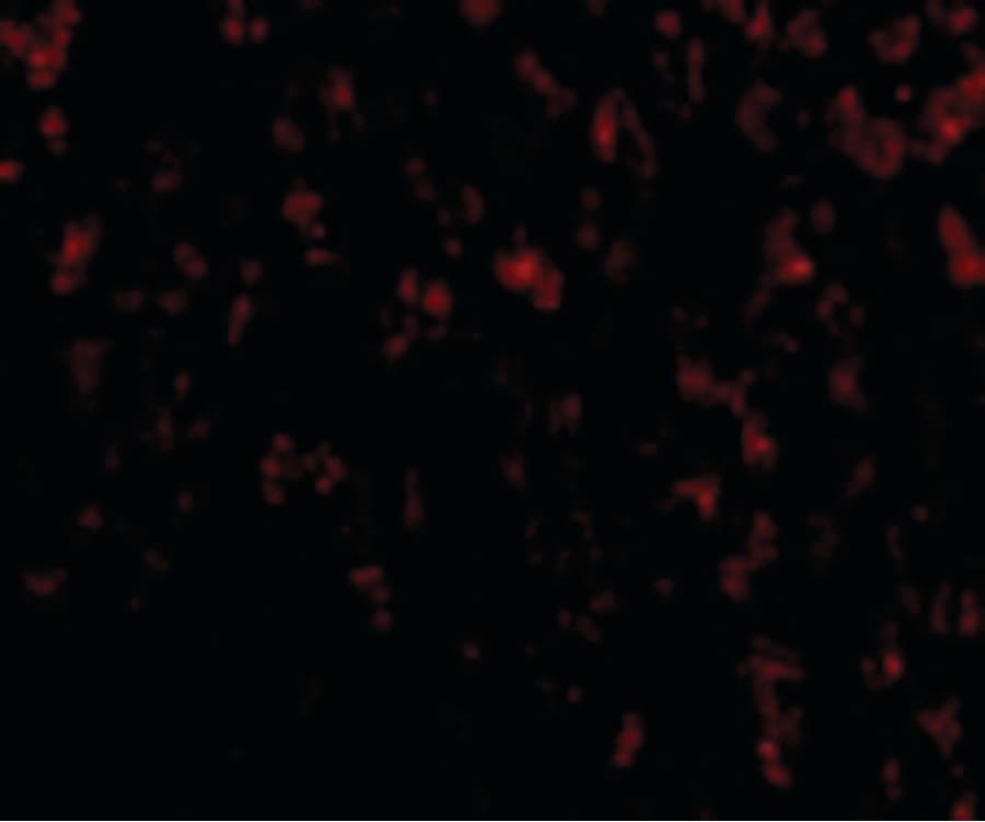 PathPlus™ Polyclonal Rabbit anti-Human HTRA2 / OMI Antibody (IHC, IF, WB)