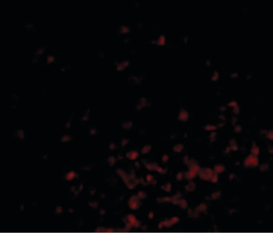 IHC-plus™ Polyclonal Rabbit anti-Human BAG1 / BAG-1 Antibody (IHC, IF, WB)