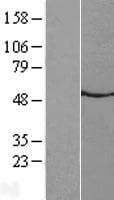 NMUR2 Protein (Over-Expression Lysate Myc-DDK (Flag))