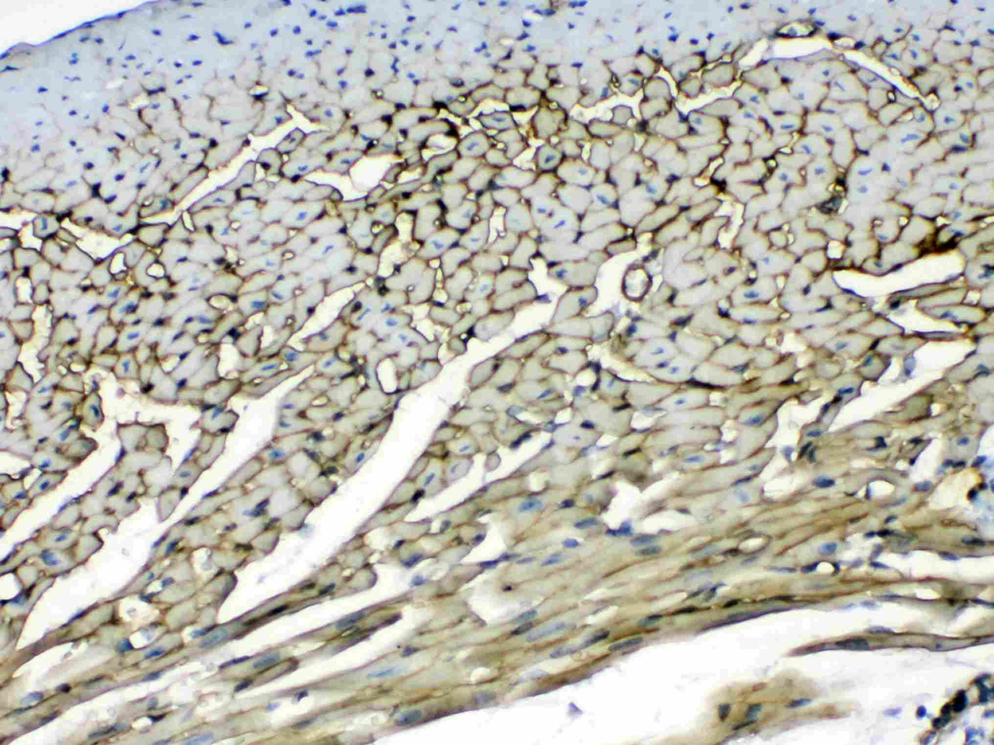 LAMC1 / Laminin Gamma 1 Antibody