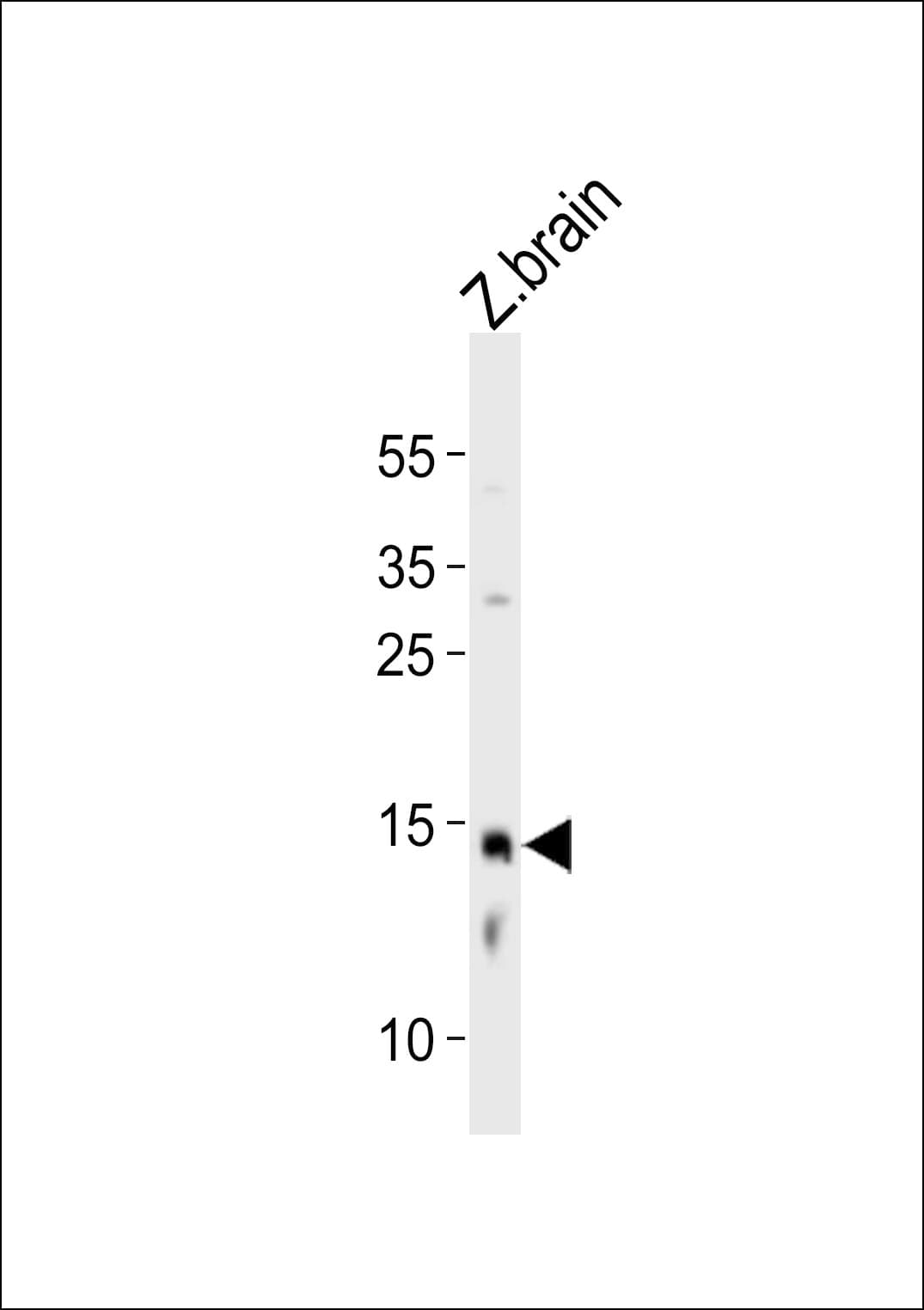 EDF1 / MBF1 Antibody (aa122-155)