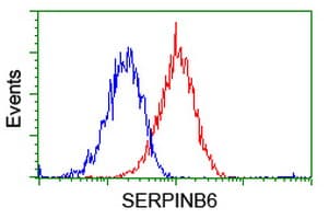 Monoclonal Mouse anti-Human SERPINB6 / PI-6 Antibody (clone OTI3H3, IF, WB)