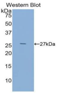 EGF Antibody (aa973-1201, Cy3)