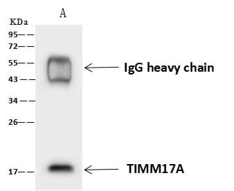 Polyclonal Rabbit anti-Human TIMM17A / TIM17 Antibody (WB)