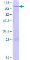 Human MROH8 Protein (Recombinant GST)