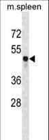 c-Src Kinase / CSK Antibody (aa377-404)