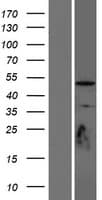 TUBD1 / Tubulin Delta Protein (Over-Expression Lysate Myc-DDK (Flag))