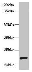 PIGH Antibody