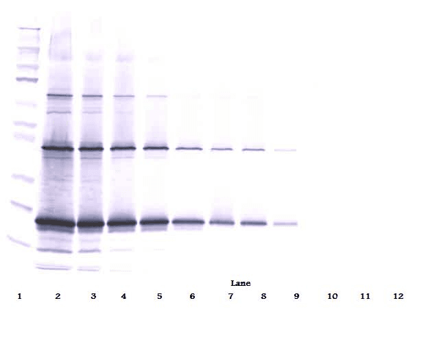TNFSF10 / TRAIL Antibody