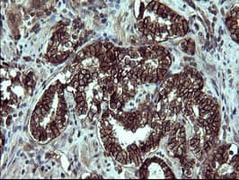 EPCAM Antibody (clone OTI1H2)
