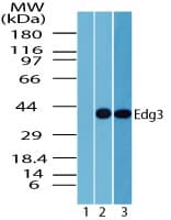 SIPR3 / EDG3 / S1P3 Antibody (aa300-350)