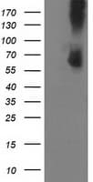 PDE1B Antibody (clone OTI1D6, Carrier-free)