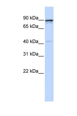 CCNT1 / Cyclin T1 Antibody (N-Terminus)