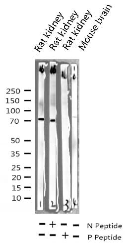 Polyclonal Rabbit anti-Human RAF1 / RAF Antibody (phospho-Ser259, IHC, IF, WB)
