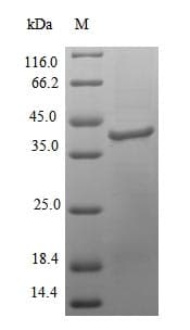 Colwellia psychrerythraea POLK / DNA Polymerase Kappa Protein (Recombinant 6His, N-terminus)