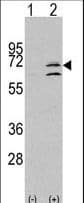 MAPK15 / ERK7 Antibody (aa32-61)