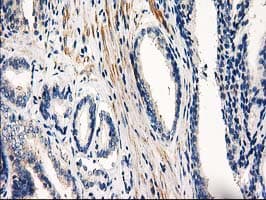 PDE2A Antibody (clone OTI1G9, Carrier-free)
