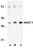 IHC-plus™ XAF1 Antibody
