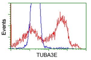 TUBA3E / Tubulin Alpha 3E Antibody (clone OTI2B4)