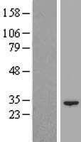 Human NIPSNAP3B Protein (Over-Expression Lysate Myc-DDK (Flag))