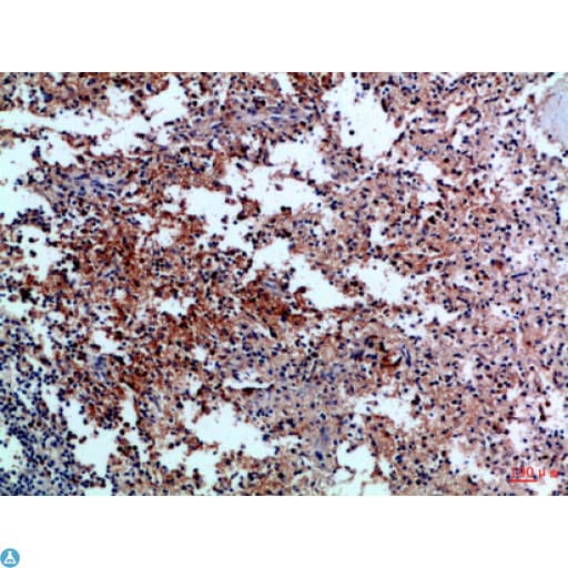 GP1BB / CD42c Antibody