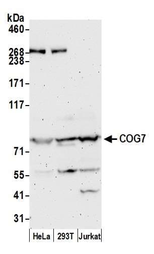 Polyclonal Rabbit anti-Human COG7 Antibody (aa720-770, WB)