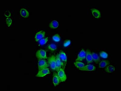 SLC35F2 Antibody