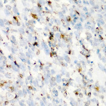 CD68 Antibody