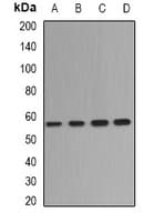DPYS / Dihydropyrimidinase Antibody