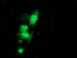 C1orf50 Antibody (clone OTI1F9)
