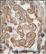 Polyclonal Rabbit anti-Human SIGLEC11 Antibody (N-Terminus, IHC, WB)