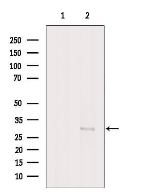 THAP2 Antibody