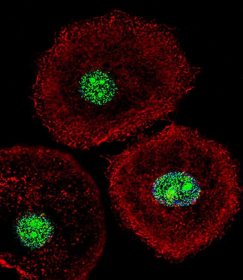 IHC-plus™ HNRNPAB Antibody (aa1-30)
