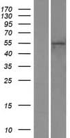 ZNF556 Protein (Over-Expression Lysate Myc-DDK (Flag))