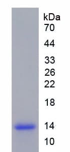 Human CCL19 / MIP3-Beta Protein (Recombinant His)