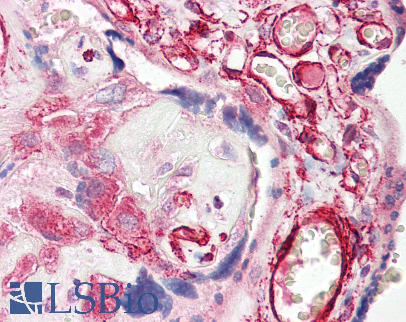 VSIG10 Antibody (aa107-156)