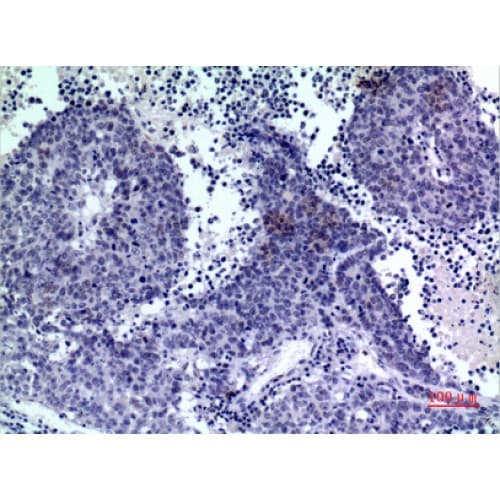 PDGF-D Antibody (311-360 aa, C-terminal)