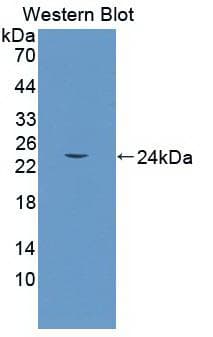 HMOX1 / HO-1 Antibody (clone A11, Biotin)