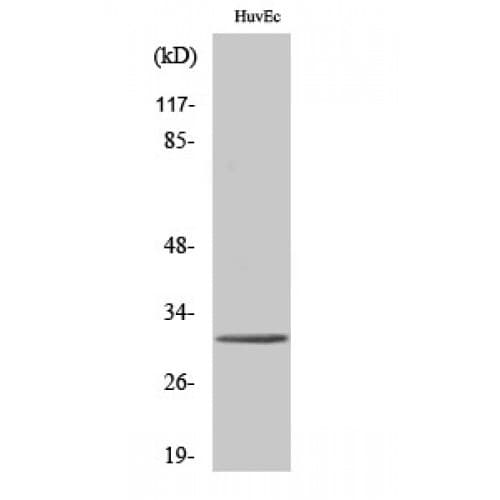 TOLLIP Antibody (Internal)
