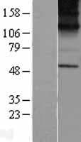 KCNN1 Protein (Over-Expression Lysate Myc-DDK (Flag))