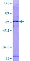 Human LSD / DNASE1L3 Protein (Recombinant GST)