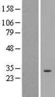 SPDYE2 Protein (Over-Expression Lysate Myc-DDK (Flag))