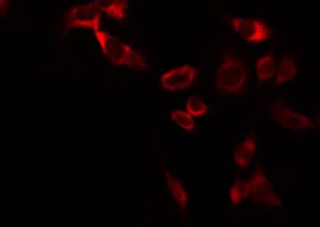 COX11 Antibody