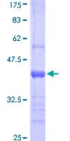 Human LCN1 / Lipocalin-1 Protein (Recombinant GST, N-terminus)